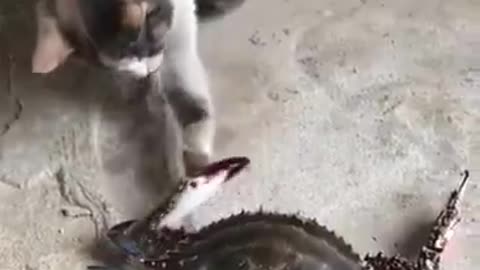 Crab shaking hands with cat