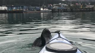 Sea Otter Playing with a Kayaker