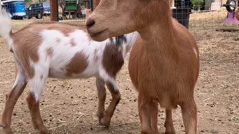 Baby goats have to grow up fast