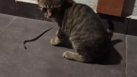 Small kitty plays with snake