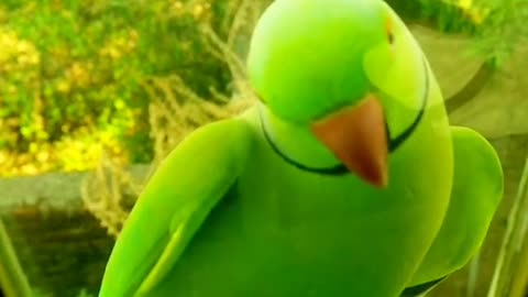 Parrot listening to his fellow parrot's ! Ringneck parrot ! Short video