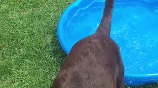 Puppy gets super excited for his new pool