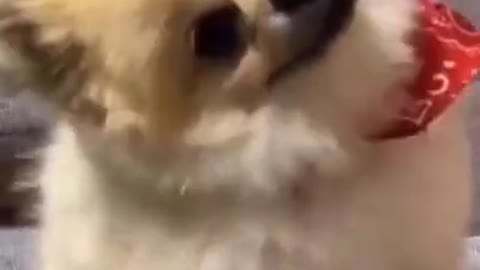 Crazy cute little puppy dancing