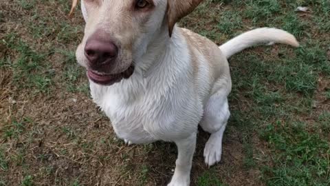 Dog playing with water hose