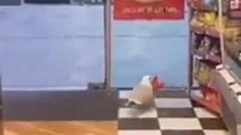 The famous funny seagull laughing video