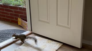 Squirrel Helps Himself to Peanuts