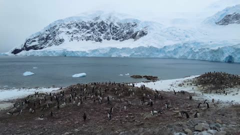 Neko Harbour, Antarctica