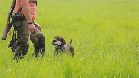 Dog hunting in search of prey. Kurzhaar Drathaar in the marsh hunts