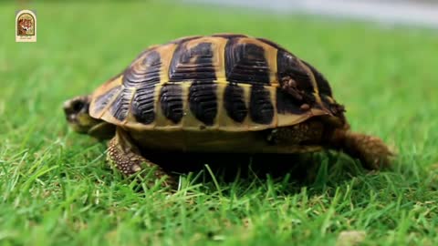 Beautiful view of Tortoise