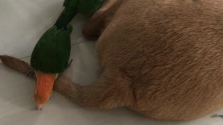 Dog Has Had Enough of His Birdie Massage