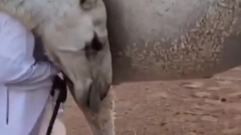 A camel greeting his herder #shorts #shortvideo #youtubeshorts#video #virals