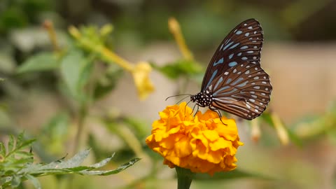 Butterfly nature