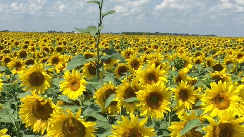 Gorgeous Sunflower field in Manitoba