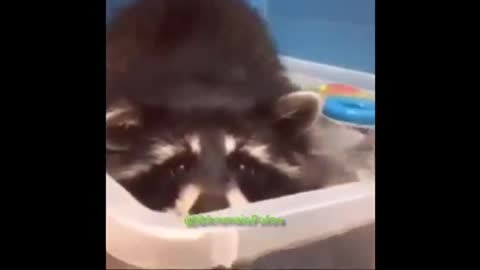 cute raccoon, nothing like a good bath to relax