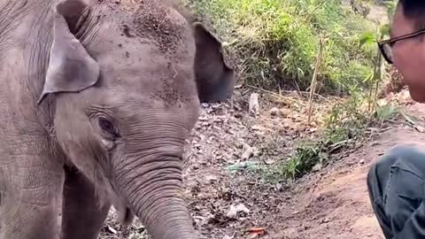 Elephant playing with dirt