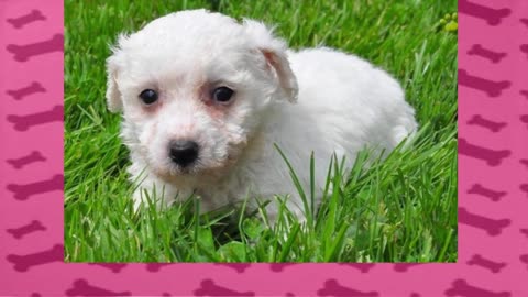 Como Adestrar Um Poodle? - Aprenda a Como Adestrar Um Cachorro Poodle