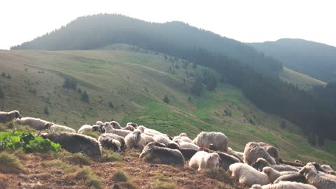 Flock of sheep on pasture in mountain. Organic livestock farming. Beautiful rural landscape