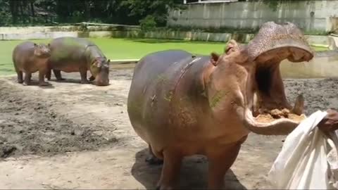 Zookeepers feed Hippos 2021