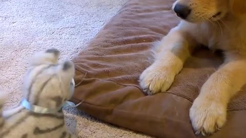 Golden Retriever Kelly and a Kitten Became Best Friends