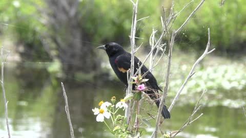 Red-Winged Blackbird male singing in Florida wetland