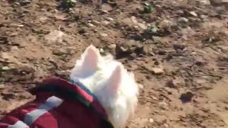 White dog with red coat on walks in the dirt