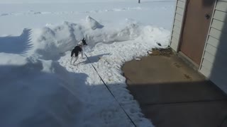Puppy Snow Fence