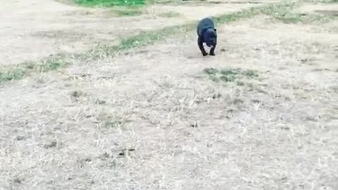 Black pit bull running in slow motion