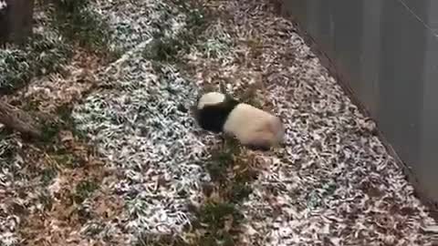 Giant Panda In D.C National Zoo Enjoys Fooling Around In The Snow