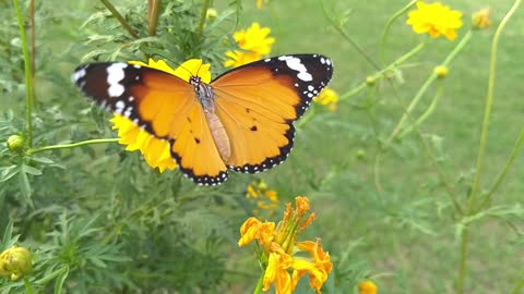 beauty full butterfly