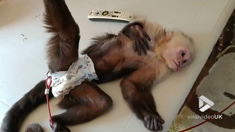 Little monkey love his belly rub