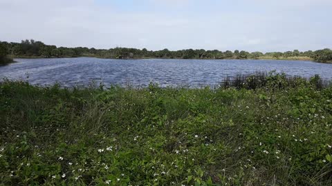 Breezy Day At Pelican Island, First US Wildlife Refuge
