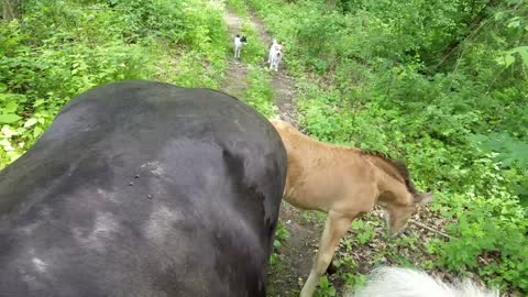 Foal going out on trail rde with Momma and big Brother