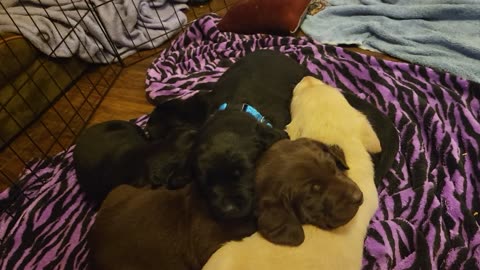 Puppie pile