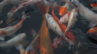 Japanese colored fish