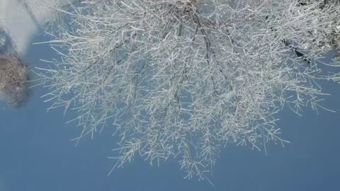 Frost on trees