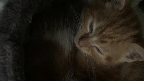 Four kitten snuggle fest in a cat hammock