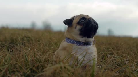 Little funny pug sits on the grass and dreams of the sky ... or summer