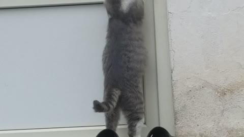 Cleaver Cat Who Can Open Doors