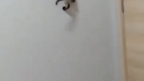 Cute cat walking on wall | Cat climbing wall easily
