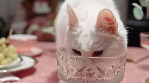 A Cat Licking The Crystal Glass On Top Of The Table