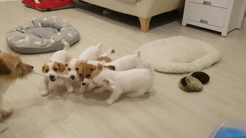 Puppy challenge their father to tug-of-war match