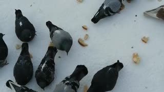 He fed pigeons with bread in winter weather.