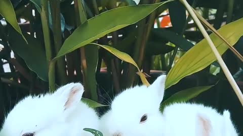 Cute 🐰 rabbit 🐰 short 🐰