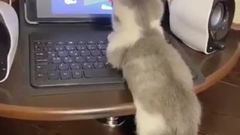 A Cat watching Tom and Jerry on a laptop