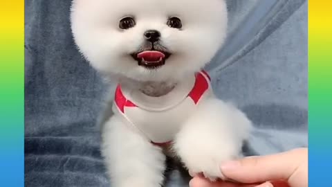 Cuttest Puppy I Ever Had Seen