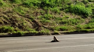 Hawk Almost Gets Away with Big Meal