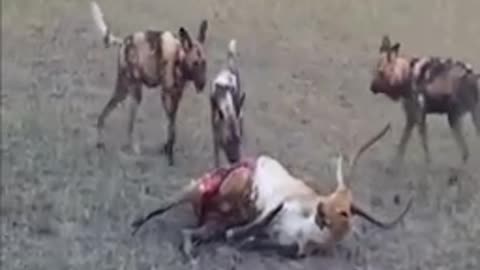 wild dog fight anteope