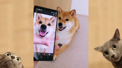 Dog imitates pictures from Himself.