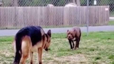 Pitbull dog in a fierce confrontation with the German Shepherd dog