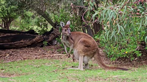 Kangaroo video short| relax kangaroo